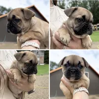 Maggie, a female French Bulldog for sale in Kimball, MN – 1 of 1