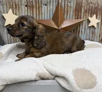 Winston, a male Miniature Dachshund for sale in Kimball, MN – 8 of 8