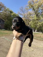 Lindy, a female Miniature Dachshund for sale in Kimball, MN – 5 of 7