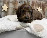 Winston, a male Miniature Dachshund for sale in Kimball, MN – 6 of 8