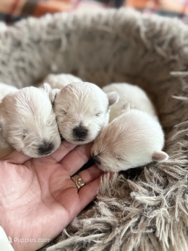 Westie Male – West Highland White Terrier puppy for sale in Kimball, MN