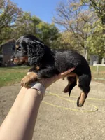 Lindy, a female Miniature Dachshund for sale in Kimball, MN – 3 of 7