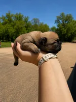 Maggie, a female French Bulldog for sale in Kimball, MN – 6 of 6