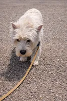 Westie Puppy, a  West Highland White Terrier for sale in Kimball, MN – 3 of 4