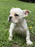 Theo, a male French Bulldog for sale in Kimball, MN – Photo 4 of 4