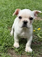 Theo, a male French Bulldog for sale in Kimball, MN – Photo 3 of 4