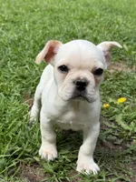 Theo, a male French Bulldog for sale in Kimball, MN – Photo 1 of 4