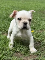 Theo, a male French Bulldog for sale in Kimball, MN – Photo 2 of 4