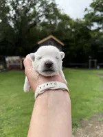 Westie Male, a male West Highland White Terrier for sale in Kimball, MN – 3 of 5