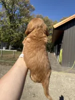 Simon, a male Miniature Dachshund for sale in Kimball, MN – 2 of 7
