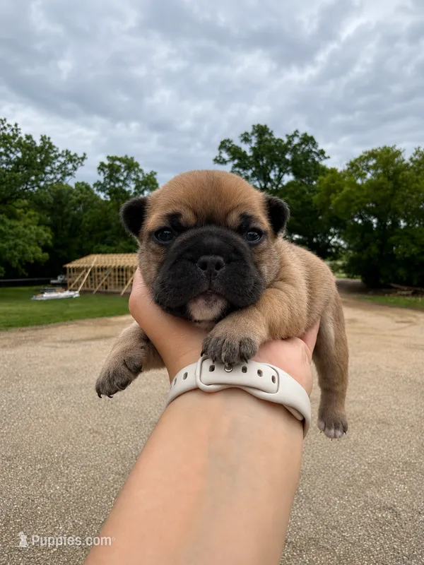 Maggie – French Bulldog puppy for sale in Kimball, MN
