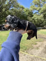 Wally, a male Miniature Dachshund for sale in Kimball, MN – 7 of 7
