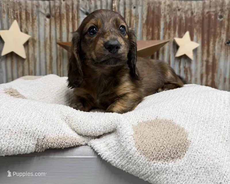 Winston – Miniature Dachshund puppy for sale in Kimball, MN