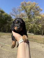 Lindy, a female Miniature Dachshund for sale in Kimball, MN – 6 of 7
