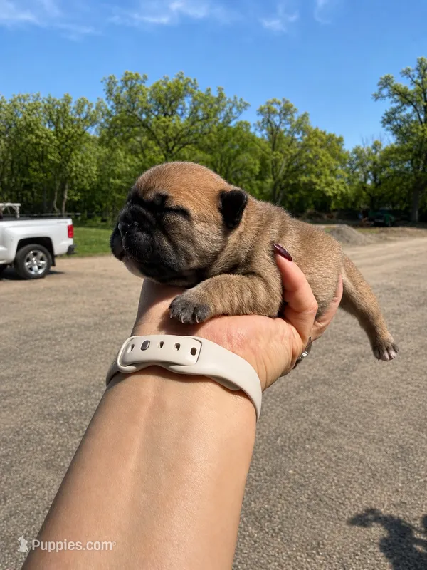 Maggie – French Bulldog puppy for sale in Kimball, MN