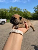 Maggie, a female French Bulldog for sale in Kimball, MN – 1 of 6