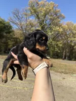 Lindy, a female Miniature Dachshund for sale in Kimball, MN – 2 of 7