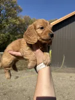 Simon, a male Miniature Dachshund for sale in Kimball, MN – 3 of 7