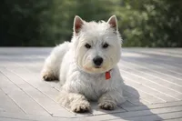 Westie Puppy, a  West Highland White Terrier for sale in Kimball, MN – 1 of 4