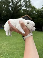 Westie Male, a male West Highland White Terrier for sale in Kimball, MN – 4 of 5