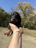 Lindy, a female Miniature Dachshund for sale in Kimball, MN – 1 of 7