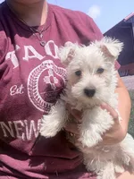 Wilma , a female West Highland White Terrier for sale in Kimball, MN – 1 of 3