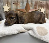Winston, a male Miniature Dachshund for sale in Kimball, MN – 2 of 8