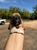Maggie, a female French Bulldog for sale in Kimball, MN – 2 of 6