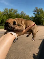 Maggie, a female French Bulldog for sale in Kimball, MN – 3 of 6
