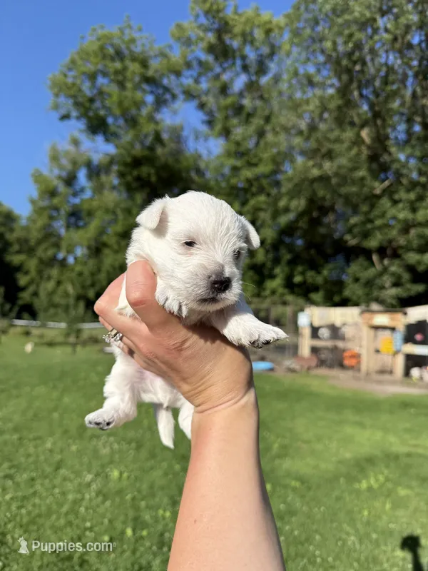 Westie Male – West Highland White Terrier puppy for sale in Kimball, MN