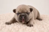 Crouton, a female French Bulldog for sale in Kimball, MN – 1 of 2