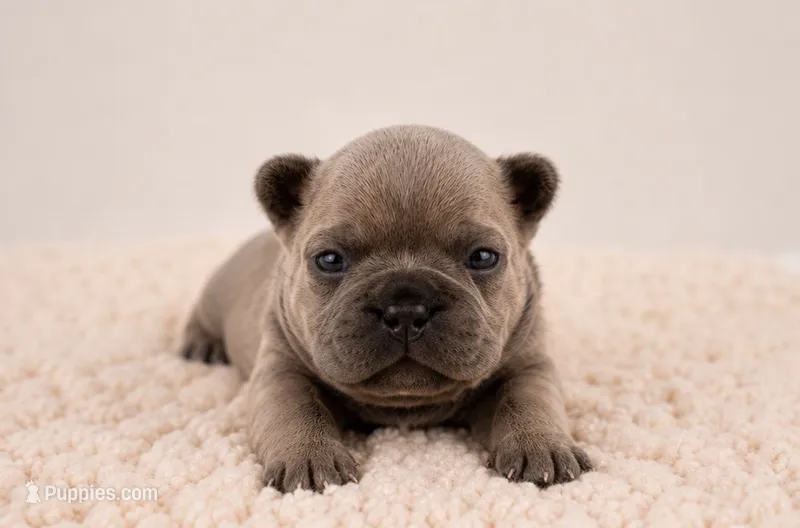   Biscuit – French Bulldog puppy for sale in Kimball, MN