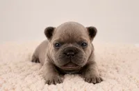   Biscuit, a female French Bulldog for sale in Kimball, MN – 1 of 2