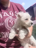 Wilma , a female West Highland White Terrier for sale in Kimball, MN – 3 of 3