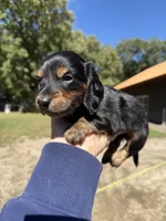 Wally, a male Miniature Dachshund for sale in Kimball, MN – 3 of 7