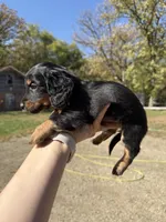 Lindy, a female Miniature Dachshund for sale in Kimball, MN – 4 of 7