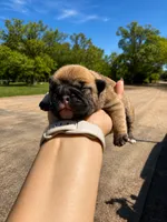Maggie, a female French Bulldog for sale in Kimball, MN – 4 of 6