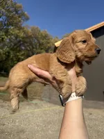Simon, a male Miniature Dachshund for sale in Kimball, MN – 4 of 7
