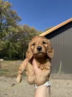 Simon, a male Miniature Dachshund for sale in Kimball, MN – 1 of 7