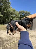 Wally, a male Miniature Dachshund for sale in Kimball, MN – 4 of 7