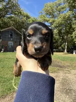 Wally, a male Miniature Dachshund for sale in Kimball, MN – 5 of 7