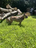 Emma, a female French Bulldog for sale in Kimball, MN – Photo 1 of 5