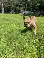 Emma, a female French Bulldog for sale in Kimball, MN – Photo 2 of 5