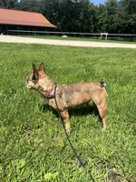 Emma, a female French Bulldog for sale in Kimball, MN – Photo 4 of 5