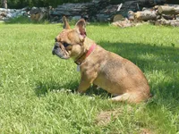 Emma, a female French Bulldog for sale in Kimball, MN – Photo 5 of 5