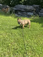 Emma, a female French Bulldog for sale in Kimball, MN – Photo 3 of 5