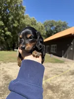 Wally, a male Miniature Dachshund for sale in Kimball, MN – 1 of 7