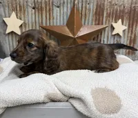Winston, a male Miniature Dachshund for sale in Kimball, MN – 5 of 8