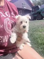 Wilma , a female West Highland White Terrier for sale in Kimball, MN – 2 of 3