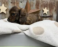Winston, a male Miniature Dachshund for sale in Kimball, MN – 4 of 8
